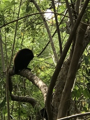 Alouatta