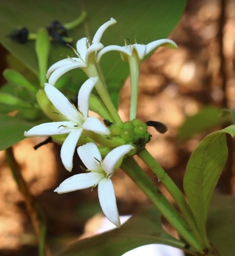 Morinda coreia Buch.-Ham.