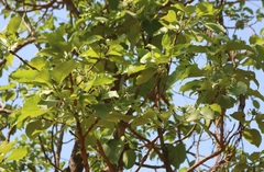 Morinda pubescens