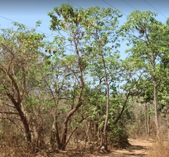 Morinda pubescens