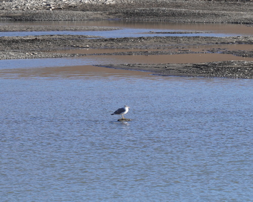 Pallas's Gull
