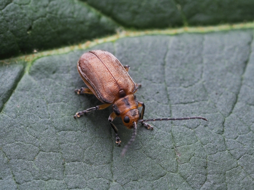 Pyrota Lineata Pyrrhalta lineatipes from Guiyang, CN-GZ, CN on November 4, 2025 at 05: ...