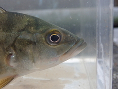 Cichla monoculus