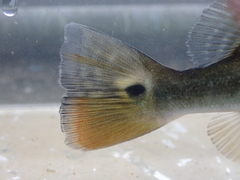Cichla monoculus