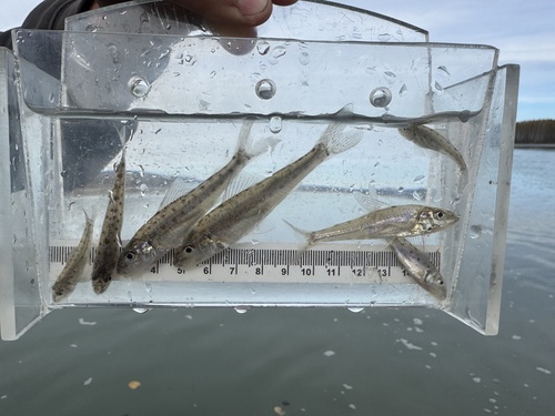 Silver chub (Percopsis omiscomaycus) — Percopsidae — 5