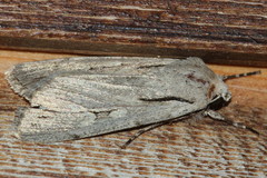 Dichagyris candelisequa