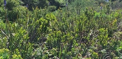 Aristea capitata, photograph Adele SL, CC BY, iNaturalist via GBIF