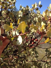 Arctostaphylos viscida viscida
