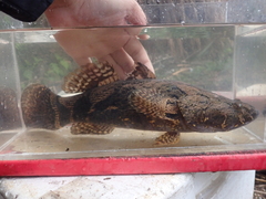 Oxyeleotris marmorata