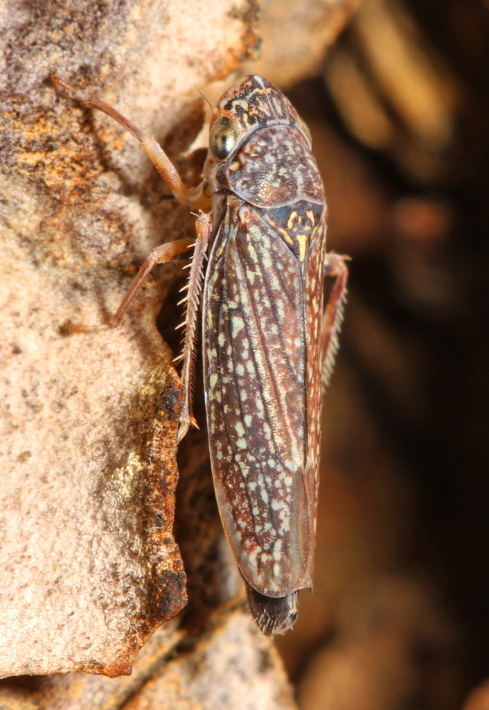 Graphocephala confluens; (c) Judy Gallagher, some rights reserved (CC BY), uploaded by Judy Gallagher