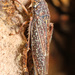 Graphocephala confluens - Photo (c) Judy Gallagher, algunos derechos reservados (CC BY), subido por Judy Gallagher