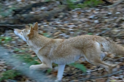 Coyote photographed in Georgia