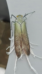 Pterodictya reticularis image