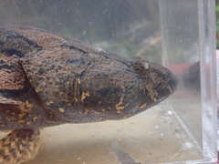 Oxyeleotris marmorata