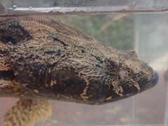 Oxyeleotris marmorata