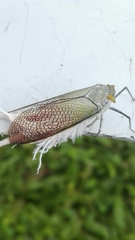 Pterodictya reticularis