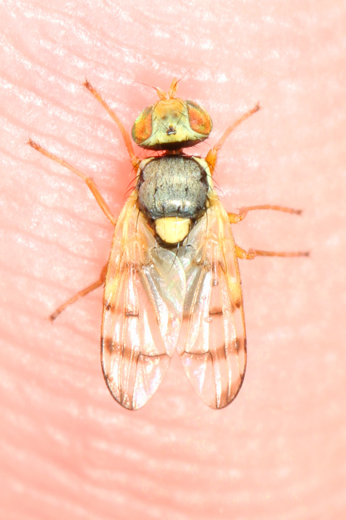 Knapweed Gall Fly