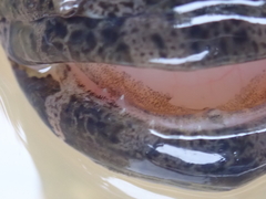 Oxyeleotris marmorata