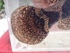 Oxyeleotris marmorata