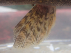 Oxyeleotris marmorata