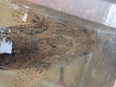 Oxyeleotris marmorata