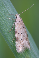 Pseudotelphusa paripunctella