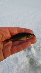 Gymnocephalus cernua