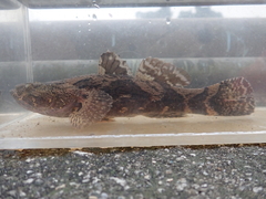 Oxyeleotris marmorata