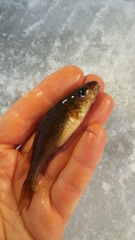 Gymnocephalus cernua