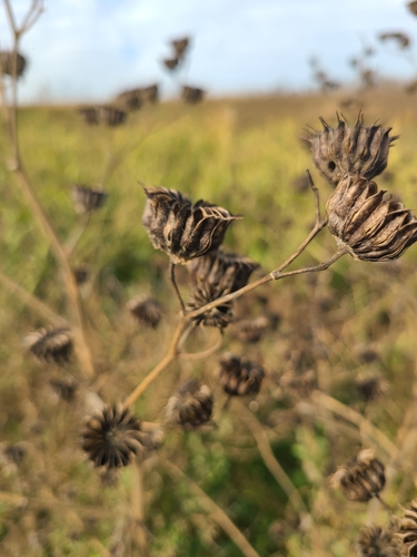 velvetleaf