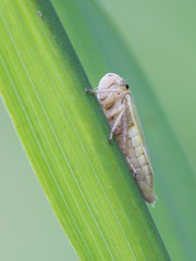 Handianus flavovarius