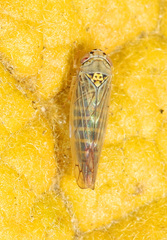 Colladonus geminatus