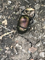 Geotrupes splendidus