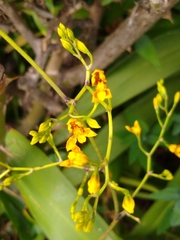 Cyrtochilum densiflorum