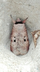 Praina temperata