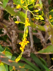 Cyrtochilum densiflorum