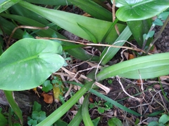 Cyrtochilum densiflorum