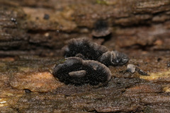 Resupinatus trichotis