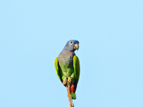 Blue-headed Parrot