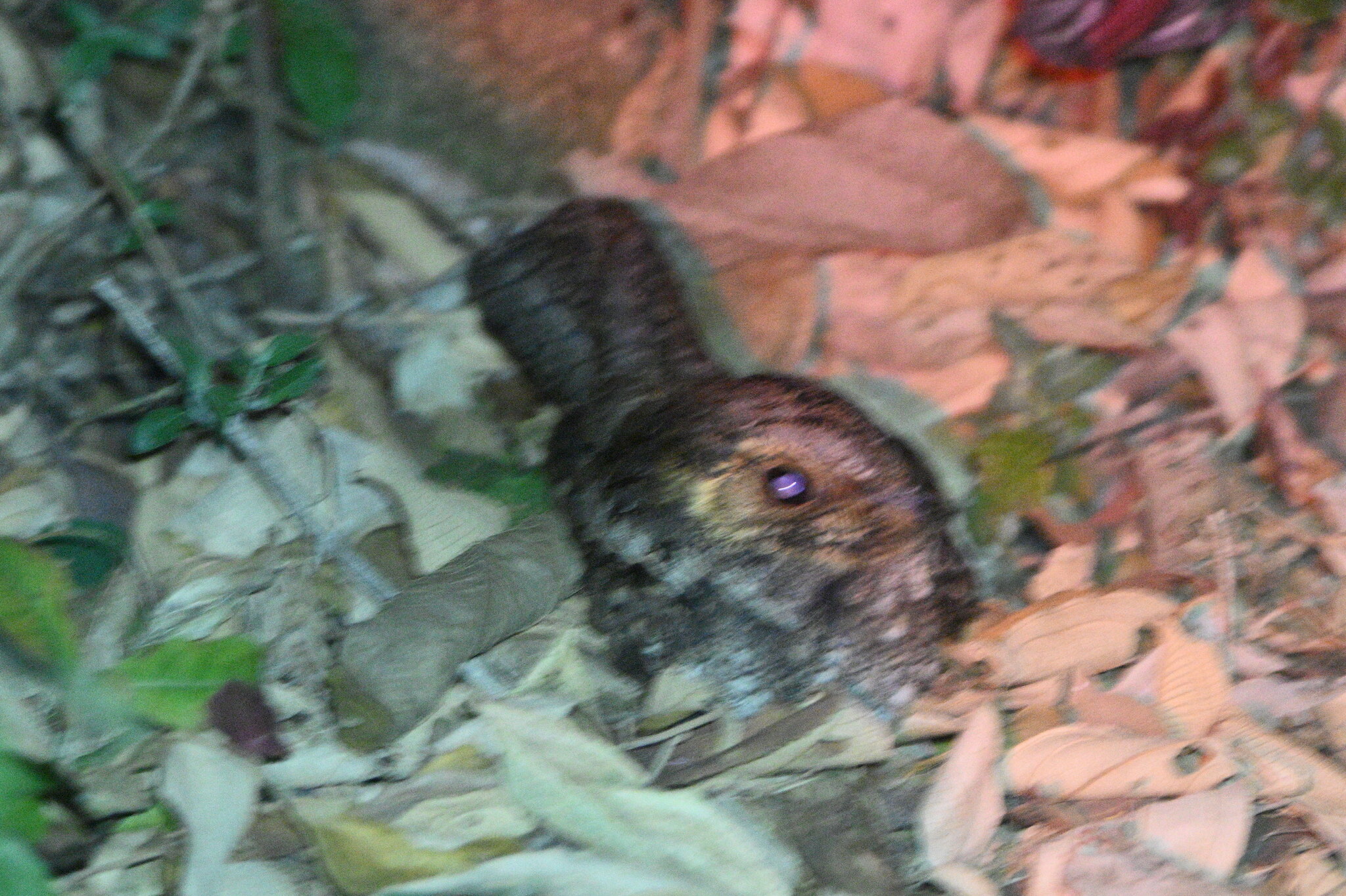 Mexican Whip-poor-will (Antrostomus arizonae), photo 1