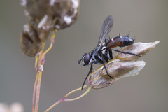 Cylindromyia interrupta