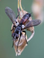 Cylindromyia interrupta