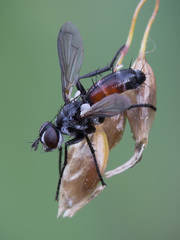 Cylindromyia interrupta