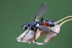 Cylindromyia interrupta