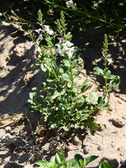 Pitraea cuneato-ovata