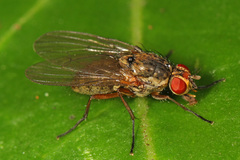 Hylemya alcathoe