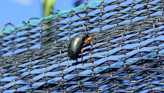 Nodocolaspis tarsata