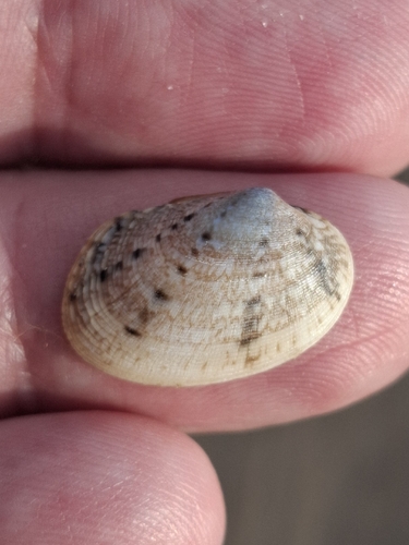 Venerupis corrugata