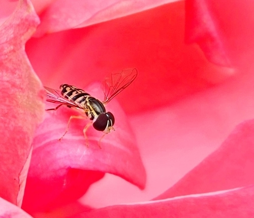 Unknown species found near Newbury, NH, USA