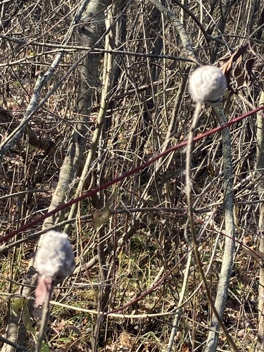 Unknown species found near Crosswinds Marsh, New Boston, MI, US